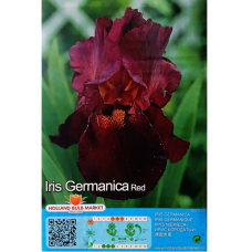 Iris Germanica, Saksankurjenmiekka Punainen, 1 kpl Iris Germanica, Saksankurjenmiekka Punainen, 1 kpl