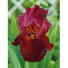 Iris Germanica, Saksankurjenmiekka Punainen, 1 kpl