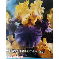 Iris Germanica, Saksankurjenmiekka Keltainen/Sininen, 1 kpl Iris Germanica, Saksankurjenmiekka Keltainen/Sininen, 1 kpl