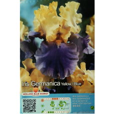 Iris Germanica, Saksankurjenmiekka Keltainen/Sininen, 1 kpl, 0,5l astiataimi