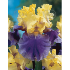 Iris Germanica, Saksankurjenmiekka Keltainen/Sininen, 1 kpl