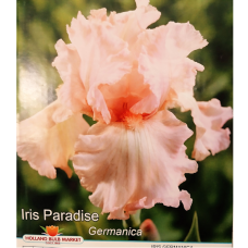 Iris Germanica, Saksankurjenmiekka 'Paradise', 1 kpl Iris Germanica, Saksankurjenmiekka 'Paradise', 1 kpl