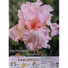 Iris Germanica, Saksankurjenmiekka 'Paradise', 1 kpl