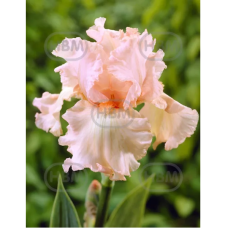 Iris Germanica, Saksankurjenmiekka 'Paradise', 1 kpl