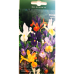 Iris Hollandica, Hollanninkurjenmiekka, Sekoitus, 15 kpl Iris Hollandica, Hollanninkurjenmiekka, Sekoitus, 15 kpl