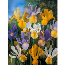 Iris hollandica, Hollanninkurjenmiekka, Sekoitus, 15 kpl 
