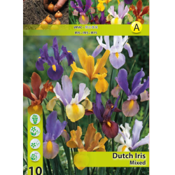 Iris Hollandica, Hollanninkurjenmiekka, Sekoitus, 15 kpl ALE - 80%!