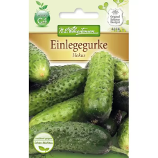 Avomaankurkku Hokus (Cucumis sativus) NEW!