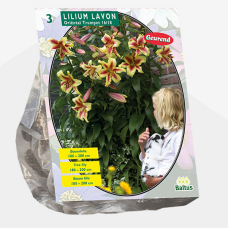 Lily (Lilium) 'Lavon' (Tree Lily) (x3) SALE - 70%!