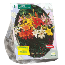 Lilja Asiatic (Lilium), Sekoitus, 5 kpl, 3l- astiataimi