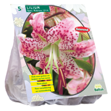 Lilium Speciosum Rubrum 'Uchida', Lily, 2 pcs. 1L -container plant