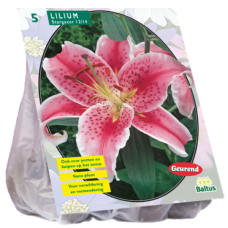 Lilium Stargazer, Lily, 3-4 psc , 3l pot seedling SALE - 50%!