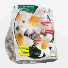Lily (Lilium) 'Regale' (x3) THE PRODUCT IS SOLD OUT!