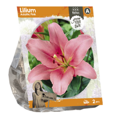 Lilium Asiatic Pink, Lily, 2 pcs