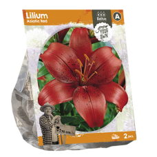 Lilium Asiatic Red, 2 pcs