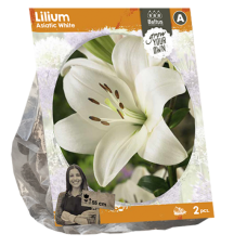 Lilium Asiatic White, Lily, 2 pcs