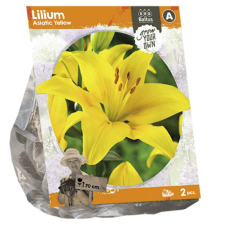 Lilium Asiatic Yellow, Lily, 2 pcs SOLD OUT!