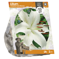 Lilium Oriental Casa Blanca, Lilja, 2 kpl VIIKON SUPERTARJOUS! 01.05 - 08.05