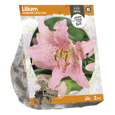 Lilium Oriental Curly Sue, Lilja, 2 kpl ALE - 40%!