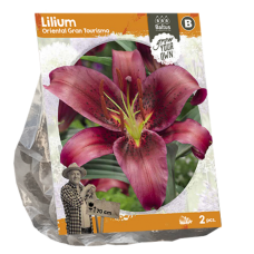 Lilium Oriental Gran Tourismo, Lilja, 2 kpl 