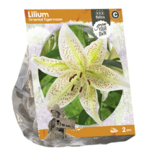 Lilium Oriental Tigermoon, Lilja, 2 kpl VIIKON SUPERTARJOUS! 24.04 - 01.05