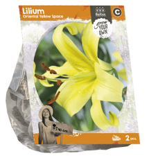 Lilium Oriental Yellow Space, Lilja, 2 kpl 