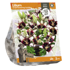 Lilium Small-flowering Curitiba, Lilja, 2 kpl TUOTE ON LOPPUUNMYYTY!