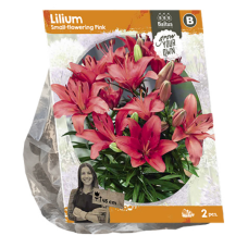 Lilium Small-flowering Pink, Lilja, 2 kpl VIIKON SUPERTARJOUS! 12.04 - 19.04