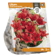 Lilium Small-flowering Red, Lilja, 2 kpl VIIKON SUPERTARJOUS! 12.04 - 19.04