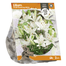 Lilium Small-flowering White, Lilja, 2 kpl VIIKON SUPERTARJOUS! 02.05 - 09.05