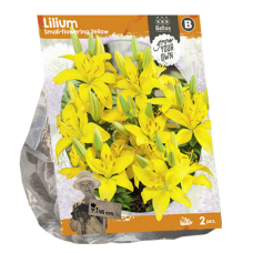 Lilium Small-flowering Yellow, Lily, 2 pcs. THE PRODUCT IS SOLD OUT!
