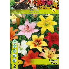 Lilium Asiatic, Aasialainen lilja, Sekoitus, 3 kpl