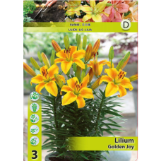 Lilium Asiatic 'Golden Joy', ruukkulilja, 2 kpl