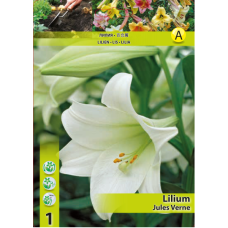 Lilium 'Jules Verne', LO-hybridililja, 2 kpl