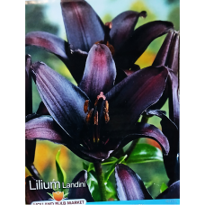 Lilja Asiatic (Lilium), Landini, 2 kpl. Lilja Asiatic (Lilium), Landini, 2 kpl.