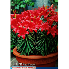 Lilium Asiatic 'Red Carpet', ruukkulilja, 2 kpl Lilium Asiatic 'Red Carpet', ruukkulilja, 2 kpl