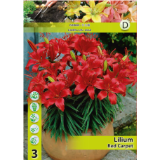 Lilium Asiatic 'Red Carpet', ruukkulilja, 2 kpl