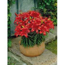 Lilium Asiatic 'Red Carpet', ruukkulilja, 2 kpl