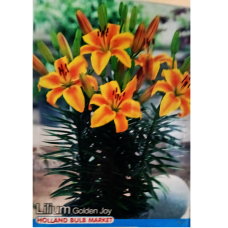 Lilium Asiatic 'Golden Joy', ruukkulilja, 2 kpl Lilium Asiatic 'Golden Joy', ruukkulilja, 2 kpl