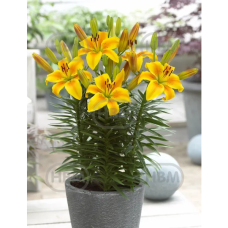Lilium Asiatic 'Golden Joy', ruukkulilja, 2 kpl