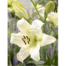 Lilium 'Ercolano', Lilja LA-hybridi, 2 kpl