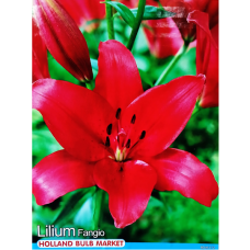 Lilium 'Fangio', lilja LA-hybridi, 2 kpl Lilium 'Fangio', lilja LA-hybridi, 2 kpl