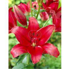 Lilium 'Fangio', lilja LA-hybridi, 2 kpl