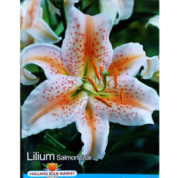 Lilium Oriental 'Salmon Star', Idänlilja, 2 kpl 
