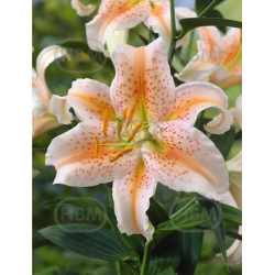 Lilium Oriental 'Salmon Star', Idänlilja, 2 kpl 