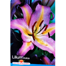 Lilium Oriental, Idänlilja 'Xotica', 2 kpl