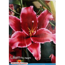 Lilium Oriental 'Rio Negro', Idänlilja, 2 kpl 