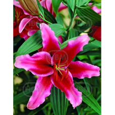 Lilium Oriental 'Rio Negro', Idänlilja, 2 kpl 