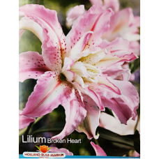 Lilium Oriental Double 'Broken Heart', Idänlilja, 2 kpl