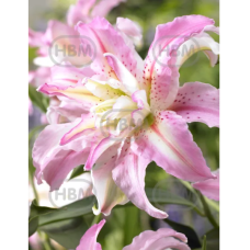 Lilium Oriental Double 'Broken Heart', Idänlilja, 2 kpl